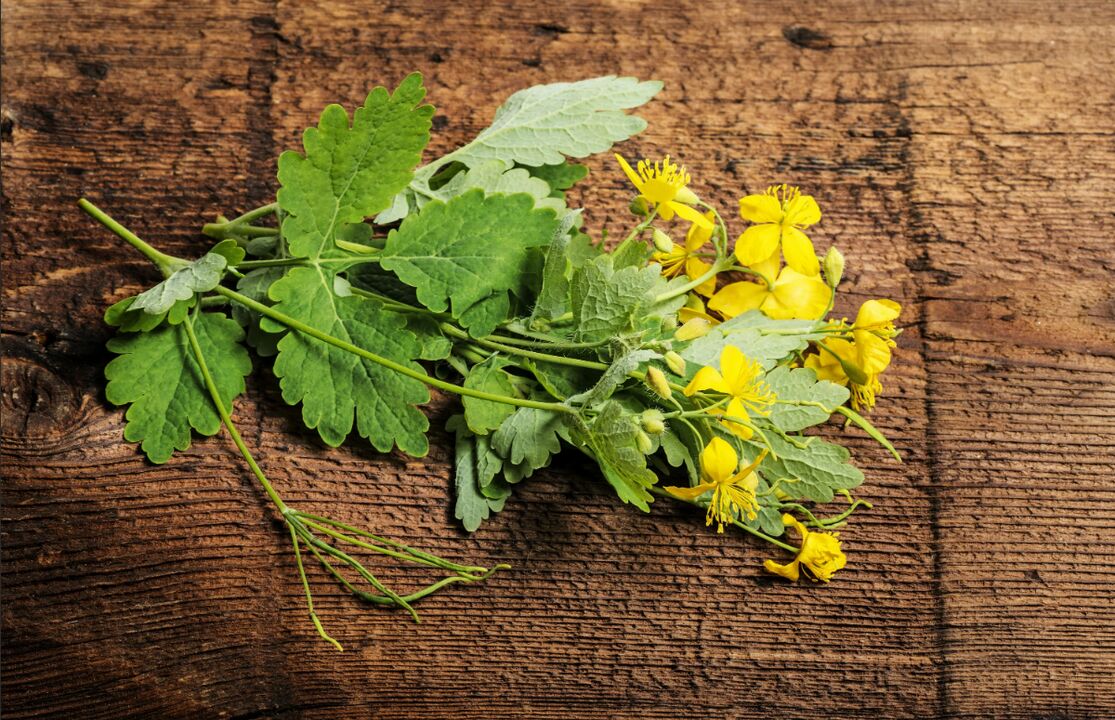 Celandine, a healing plant against toenail fungus